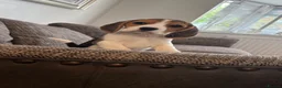 Beagle dogs for sale: Exceptional KC Beagle puppies  - Advert 6