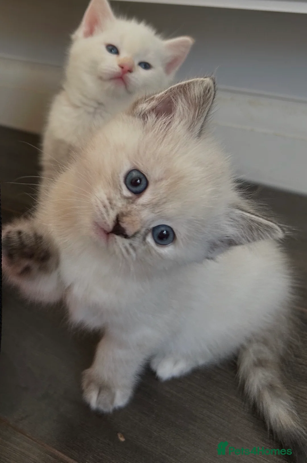 Ragdoll cats for sale: Ragdoll torie/flame/lynx x kittens - Advert 3