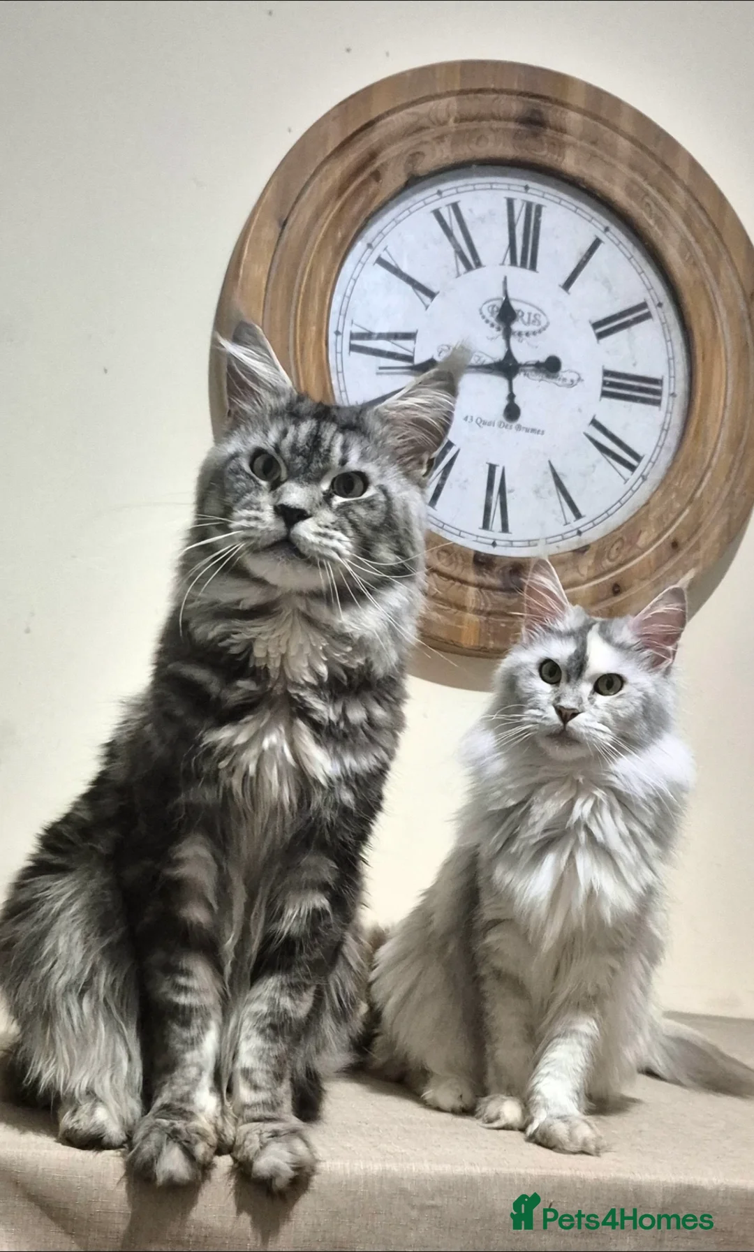 Maine Coon cats for sale: Active reg Black smoke female  - Advert 4