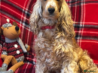 Cockapoo dogs *Adorable**Gold Pups**ready for Love - Advert 9