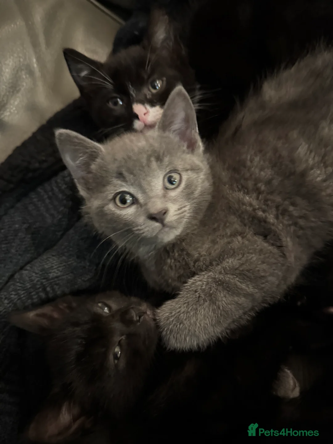 Mixed Breed cats for sale: Beautiful and super friendly mixed kittens - Advert 20