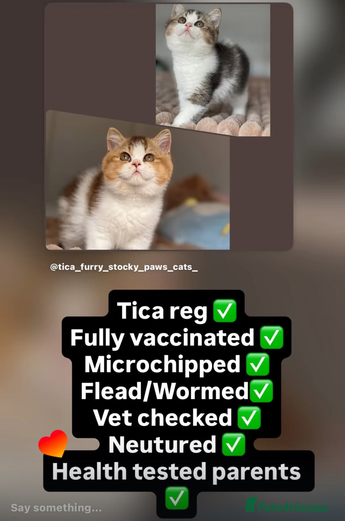 British Shorthair cats Now fully vaccinated and neutered! - Advert 3