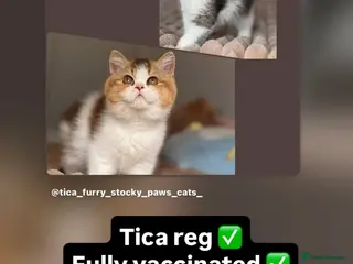 British Shorthair cats Now fully vaccinated and neutered! - Advert 3