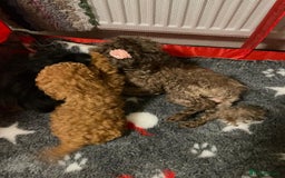 Toy Poodle dogs for sale: Two Adorable Toy Poodle  - Image 2