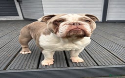 English Bulldog dogs for sale: Only one male left! Ready on the 27th of October  - Image 4