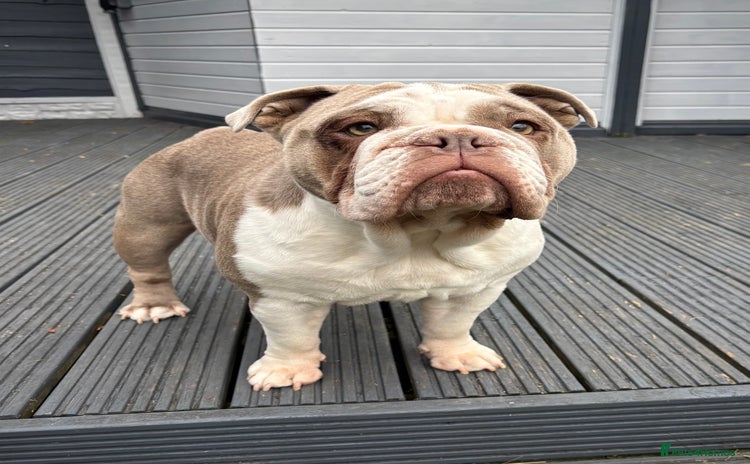 English Bulldog dogs - Advert 11