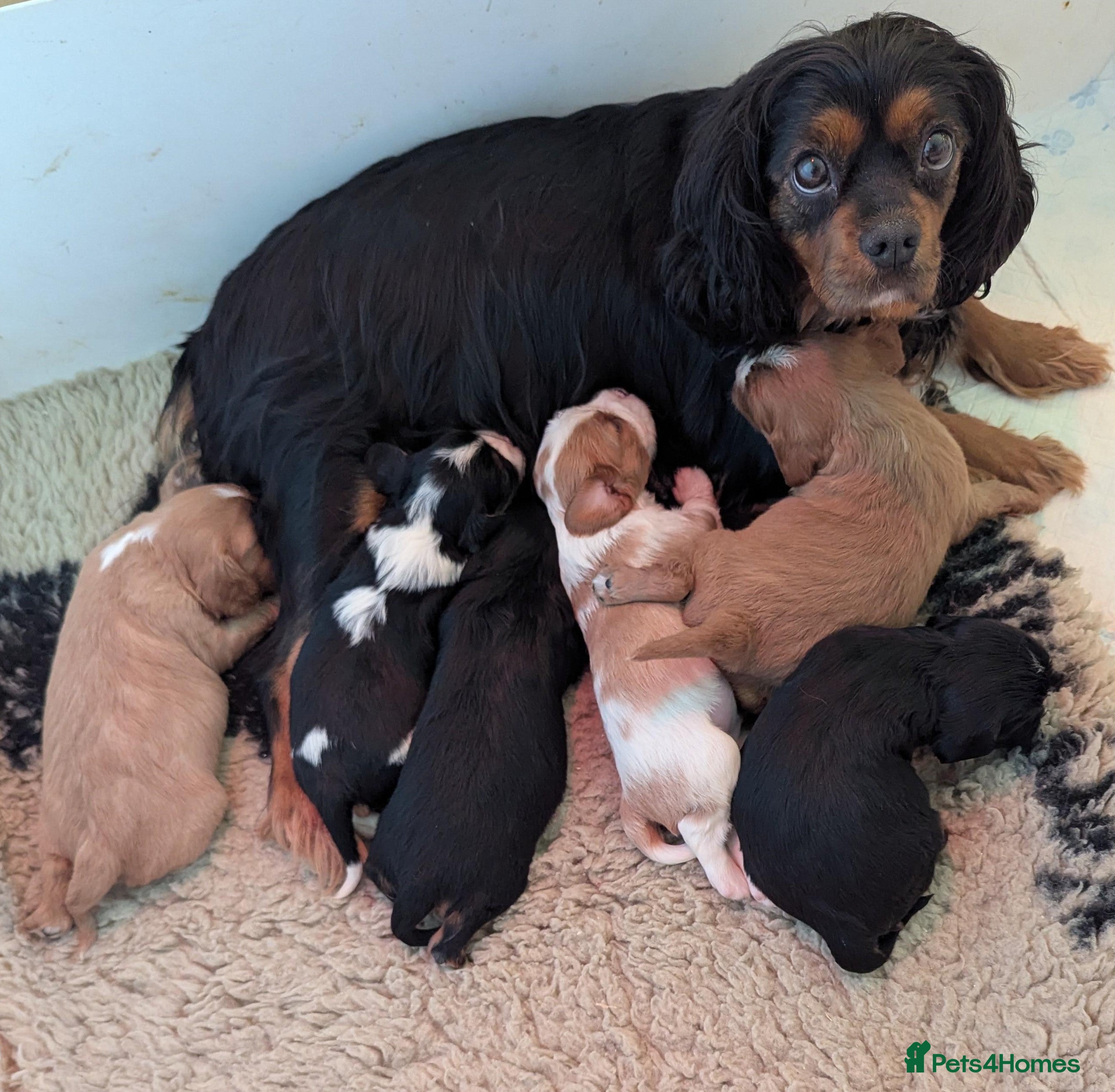 Cavalier King Charles Spaniel dogs Health Tested Cavalier King Charles Spaniel Puppy - Advert 6