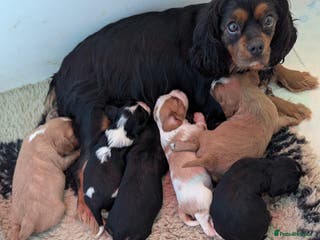 Cavalier King Charles Spaniel dogs Health Tested Cavalier King Charles Spaniel Puppy - Advert 1