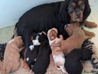 Cavalier King Charles Spaniel dogs Health Tested Cavalier King Charles Spaniel Puppy - Advert 4