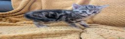 Mixed Breed cats for sale: Beautiful orange, grey and tabby kittens  - Advert 17