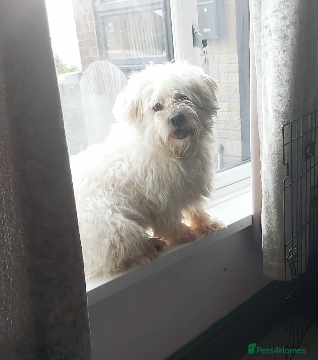 Mixed Breed dogs for sale: 3 beautiful male morkie puppies for sale - Image 8