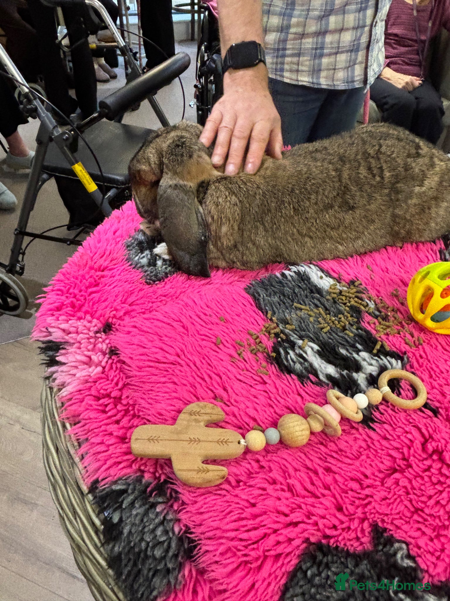 French Lop rabbits Giant French Lop - Advert 1