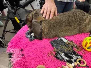 French Lop rabbits Giant French Lop - Advert 1