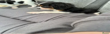 Cavalier King Charles Spaniel Puppy 1