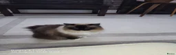 Ragdoll cats for sale: Persian Ragdoll  - Advert 2