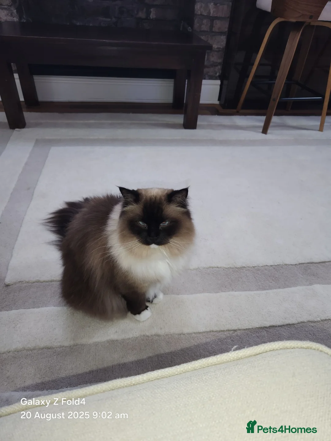 Ragdoll cats for sale: Persian Ragdoll  - Advert 2