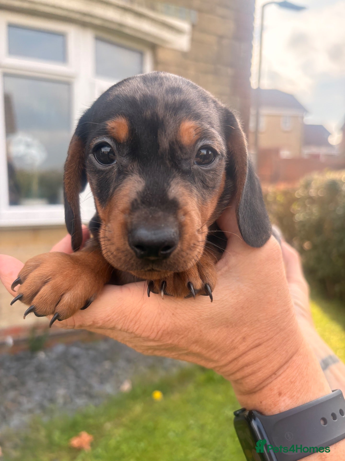 Miniature Dachshund dogs 1 handsome dapple miniature dachshund boy left - Advert 17