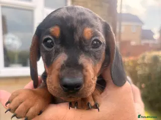 Miniature Dachshund dogs 1 handsome dapple miniature dachshund boy left - Advert 17
