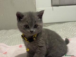 British Shorthair cats Britishshorthair kittens - Advert 9