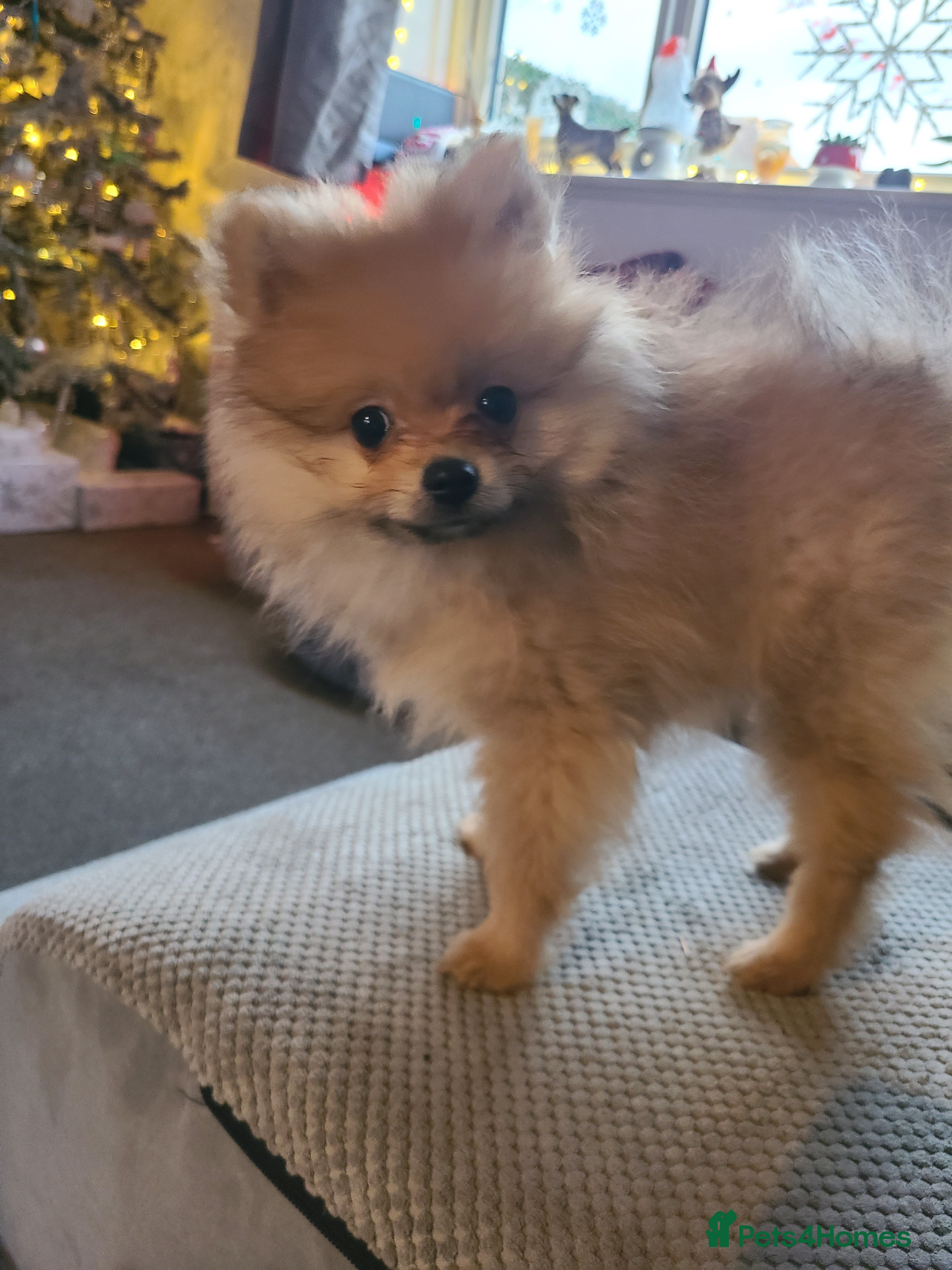 Pomeranian dogs Pomeranian puppie 1 male left!Ready Now - Advert 14