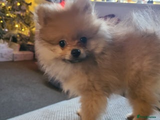 Pomeranian dogs Pomeranian puppie 1 male left!Ready Now - Advert 16