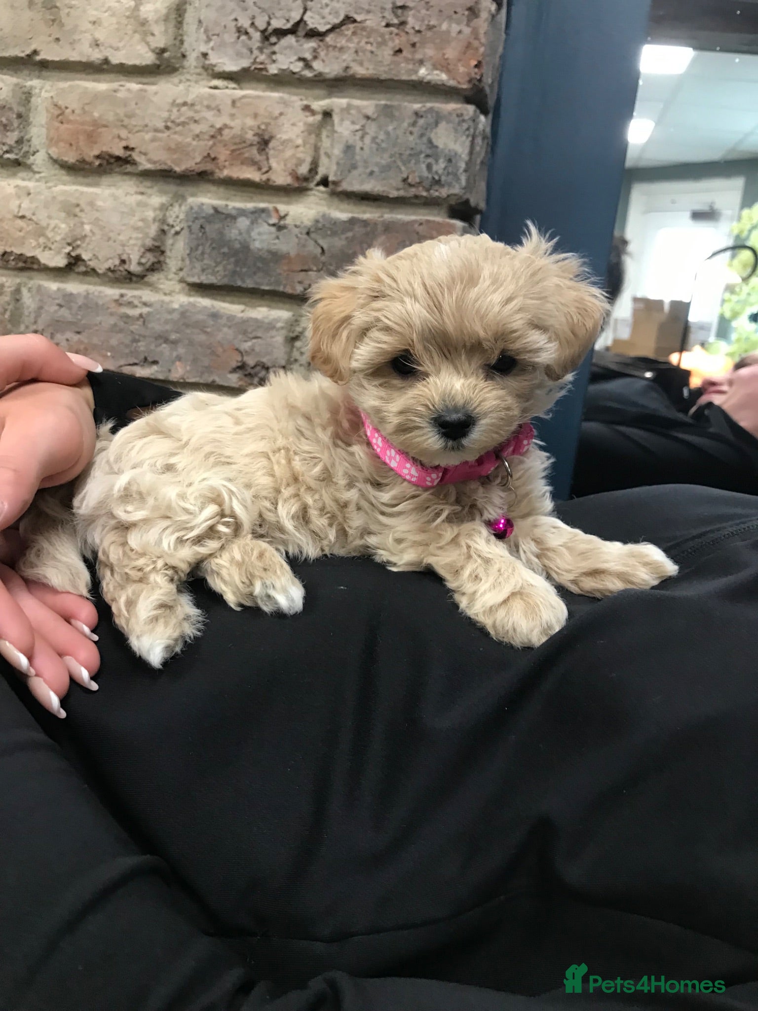 Maltipoo dogs Tiny maltipoo puppies  - Advert 17