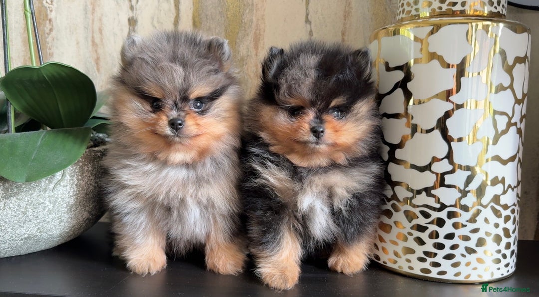 Pomeranian dogs for stud: BEST LOOKING TEDDY ** MERLE & TAN STUD IN THE UK  in Hartlepool - Image 11