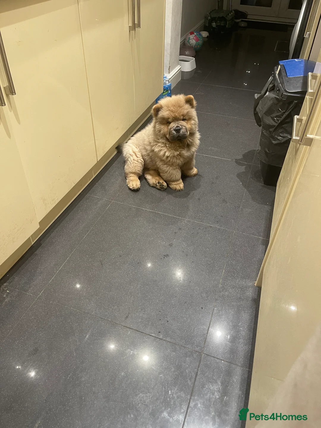 Chow Chow dogs for sale:  Chow chow  - Advert 4