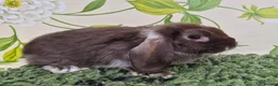 Mini Lop rabbits for sale: Friendly handled mini lop boy - Advert 2