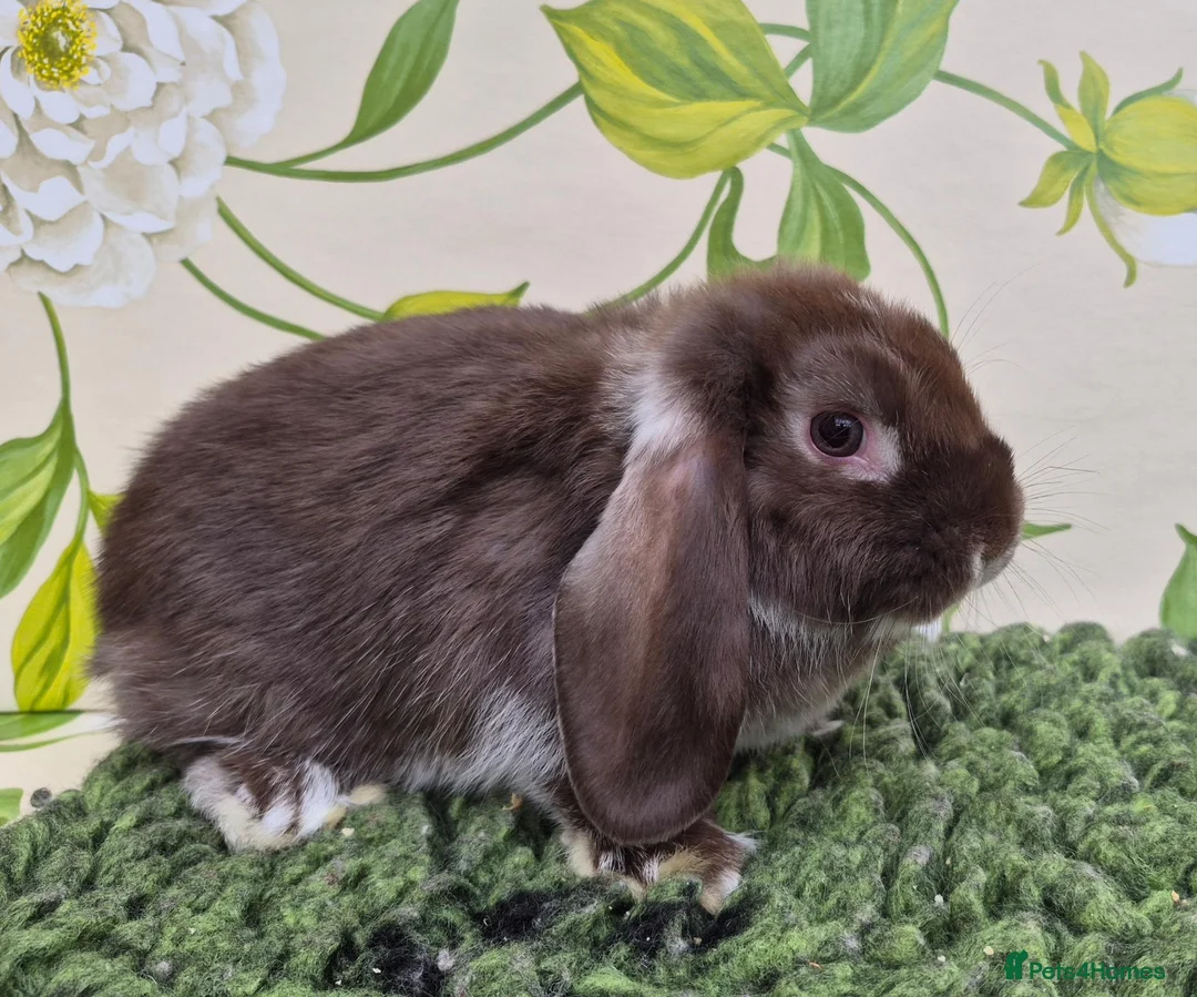 Mini Lop rabbits for sale: Friendly handled mini lop boy - Advert 2
