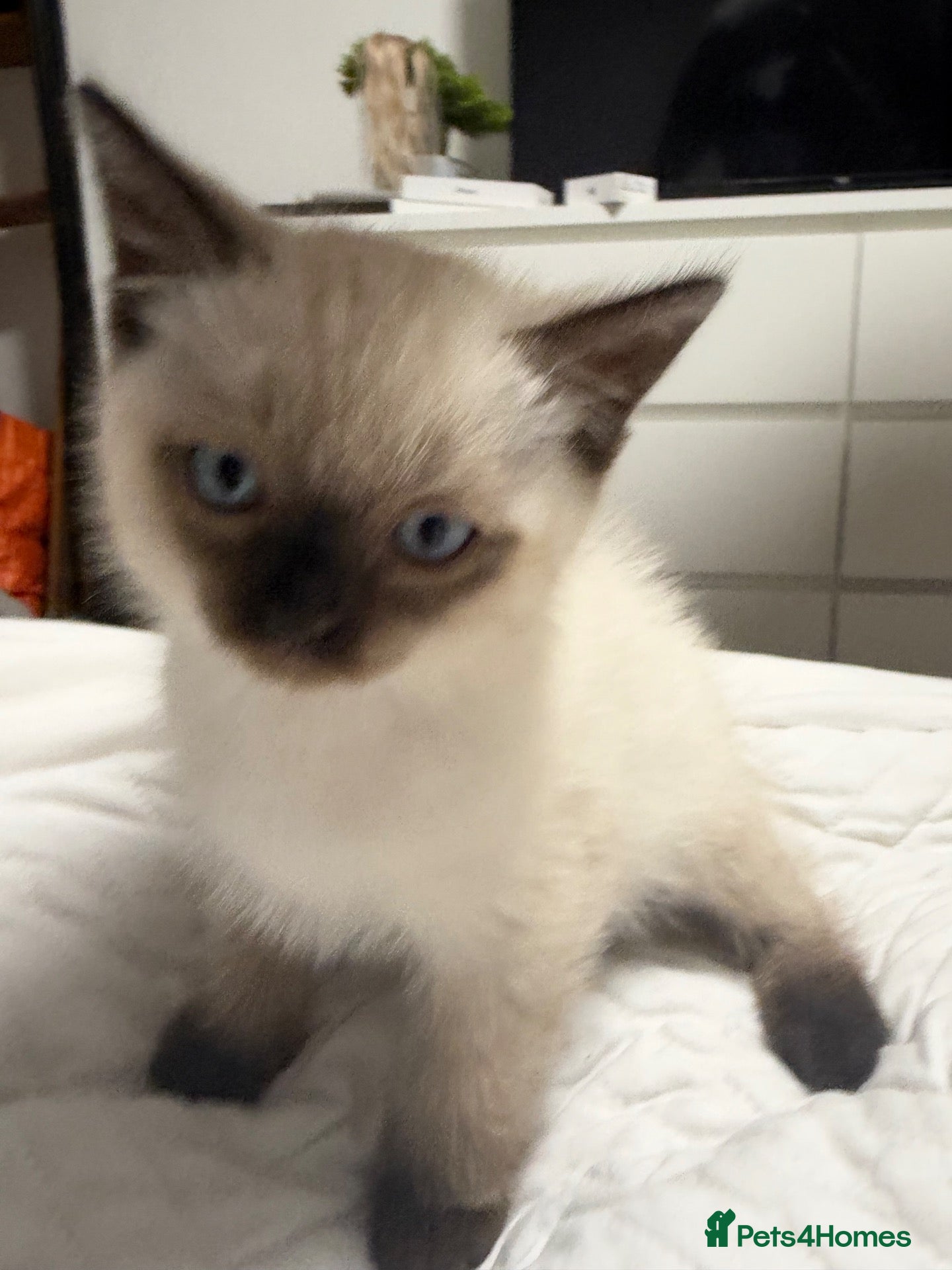 Ragdoll cats Siamese X Ragdoll Kittens - Advert 10