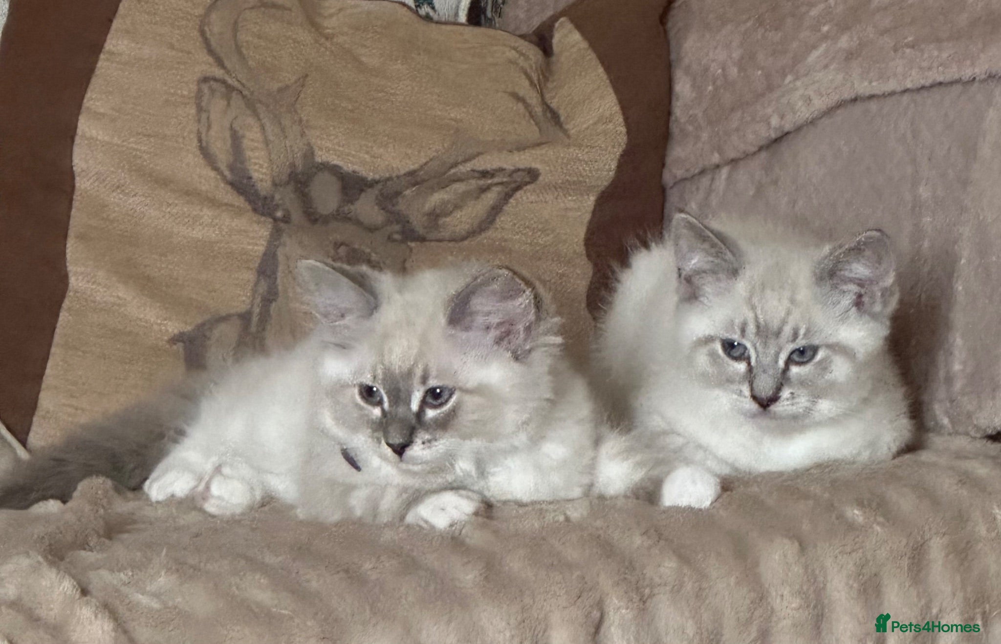 Ragdoll cats 3/4 Ragdoll. Last kitten left.  - Advert 2