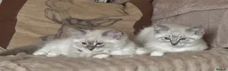 Ragdoll cats for sale: 3/4 Ragdoll. Last kitten left.  - Advert 1