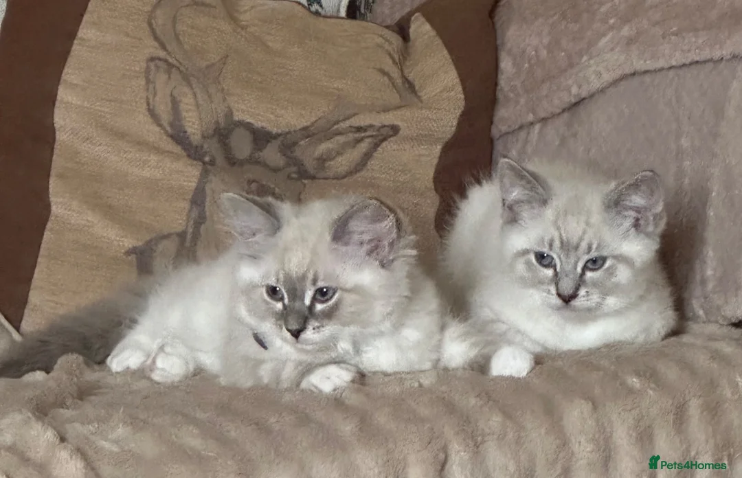 Ragdoll cats for sale: 3/4 Ragdoll. Last kitten left.  - Advert 1