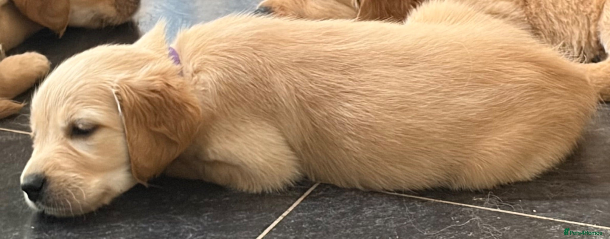 Golden Retriever dogs Golden Retriever puppies  - Advert 13