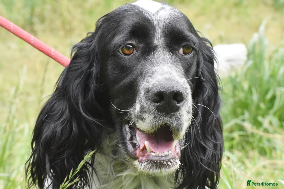 English Setter dogs for adoption: Hodor in Brampton - Advert 2