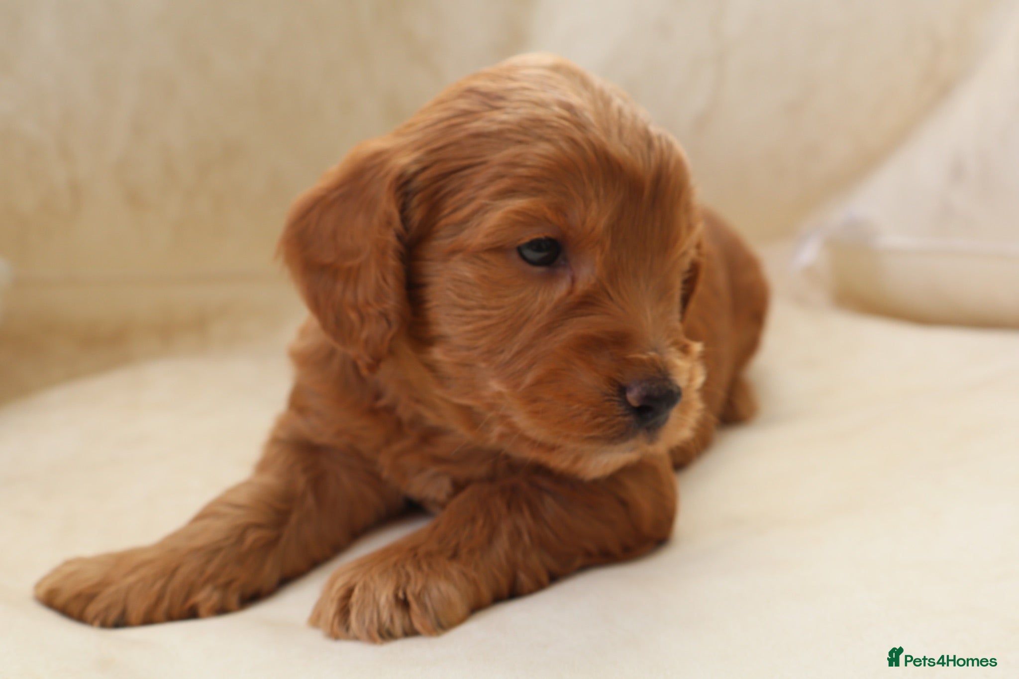 Cockapoo dogs 5* RED FEMALE COCKAPOO FROM HEALTH TESTED PARENTS  - Advert 1