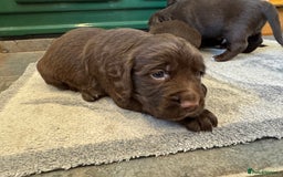 Sprocker dogs for sale: F1 Sprocker puppies liver and white  - Image 13