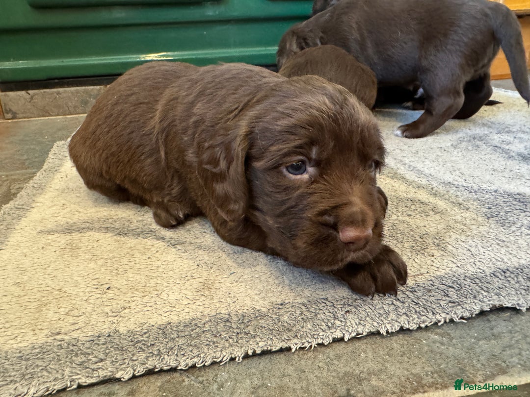 Sprocker dogs for sale: F1 Sprocker puppies liver and white  - Image 13