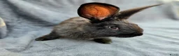 Continental Giant rabbits for sale: Baby giants  - Advert 9