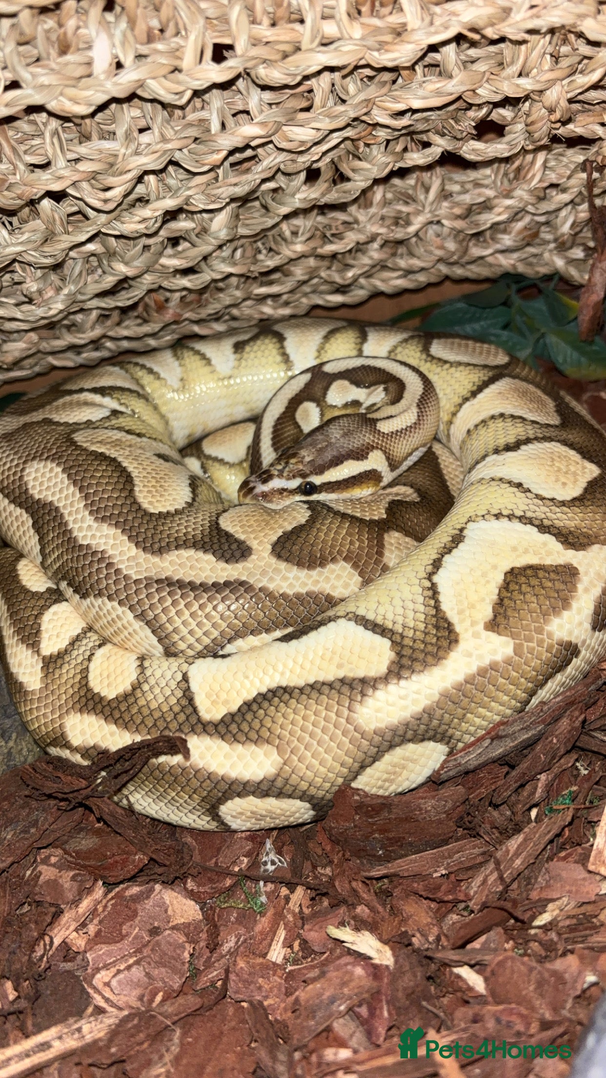 Python Snake reptiles Ball python - pastel lesser het clown  - Advert 19