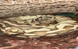 Python Snake reptiles for sale: Ball python - pastel lesser het clown  - Image 1