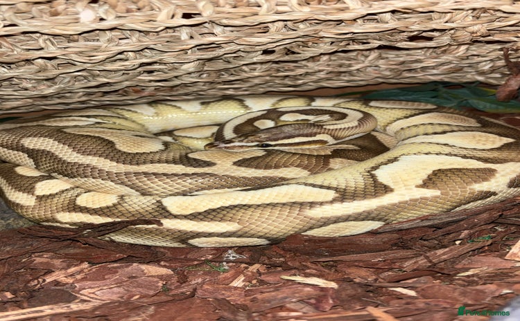 Python Snake reptiles - Advert 2