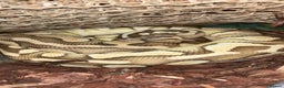 Python Snake reptiles for sale: Ball python - pastel lesser het clown  - Advert 1
