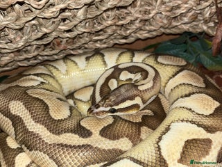 Python Snake reptiles - Advert 19