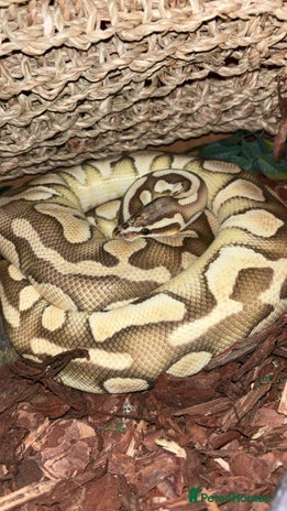 Python Snake reptiles - Advert 8