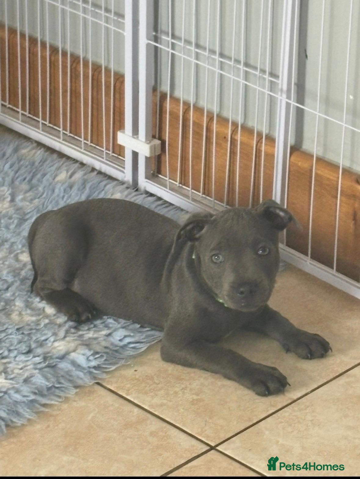 Staffordshire Bull Terrier dogs Blue Staffy Puppies - Advert 2