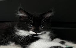 Domestic Shorthair cats for sale: Cute kittens for sale - Image 17