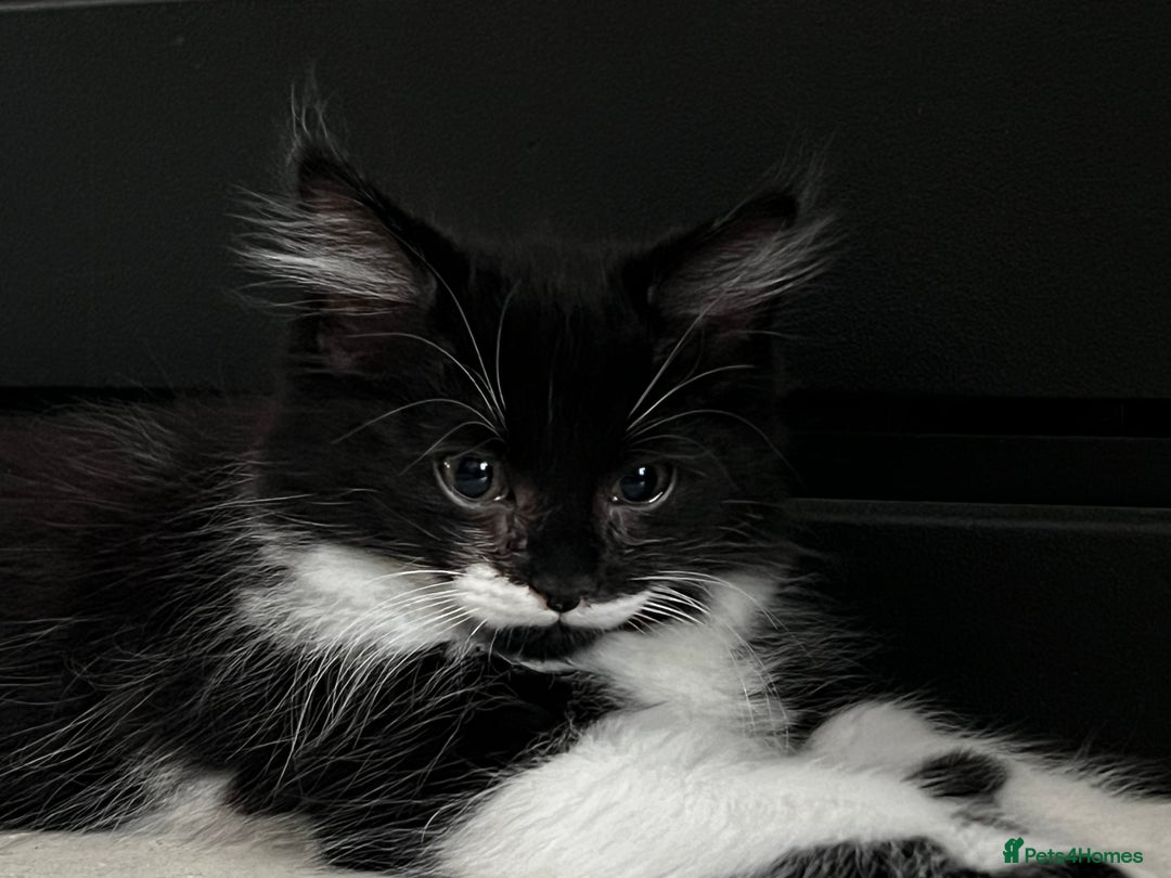 Domestic Shorthair cats for sale: Cute kittens for sale - Image 17