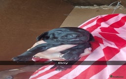 Mixed Breed dogs for sale: Labradoodle x dachshund  - Image 8